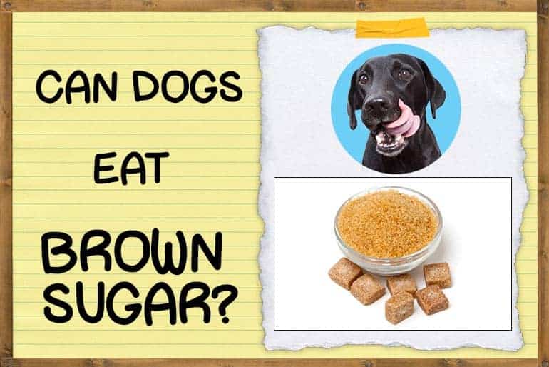 can a dog eat sugar