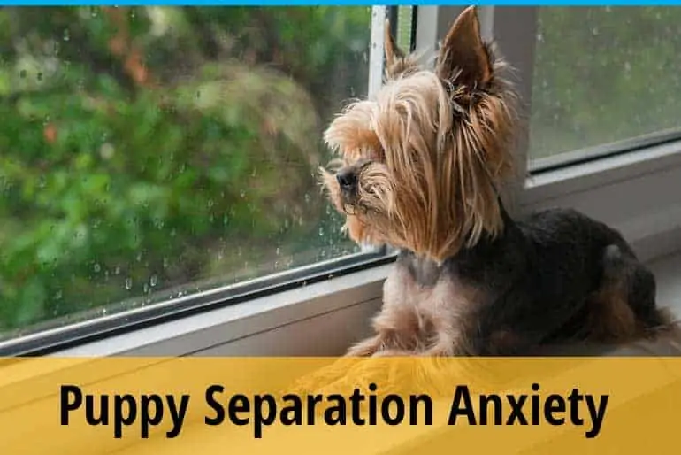 Puppy Separation Anxiety