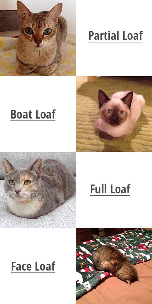 catloaf-things-you-should-know-about-zooawesome