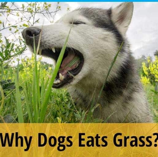Why Dogs Eat Grass? | ZooAwesome - Why Large Dogs Prefer Grass Over Food