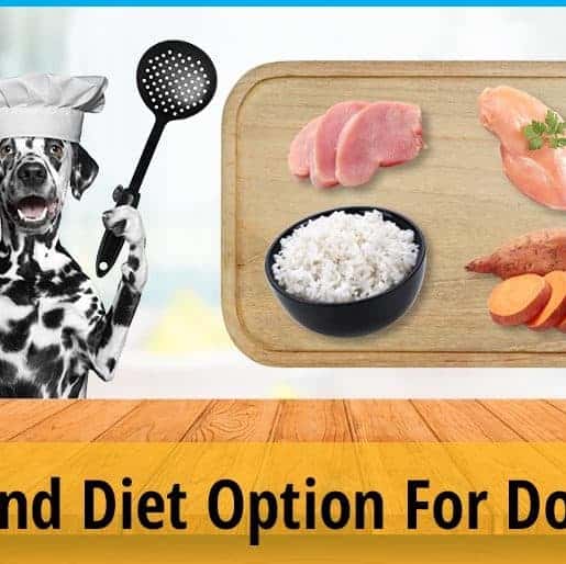 Bland Diet Option For Dogs (WHAT YOU NEED TO KNOW) ZooAwesome