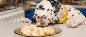 How Long Can a Dog Go Without Food? ZooAwesome