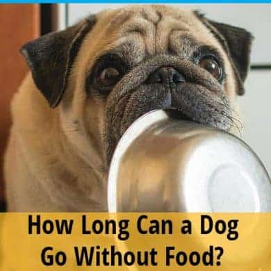 How Long Can a Dog Go Without Food? ZooAwesome