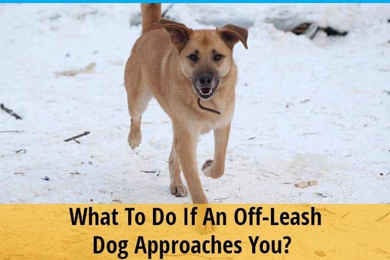 what to do if an off leash dog approaches