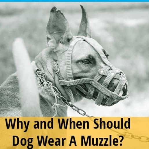 When and Why Should My Dog Wear A Muzzle? ZooAwesome