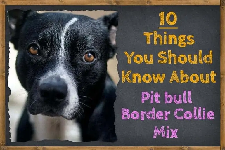 Things You Should Know About the Pit bull Border Collie Mix