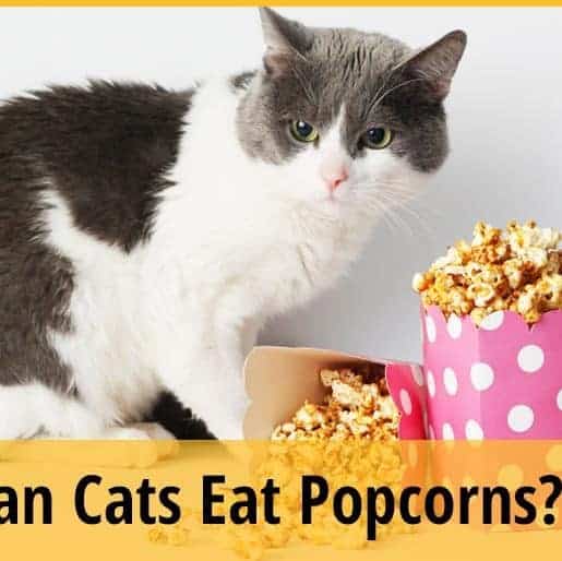Can Cats Eat Popcorns? ZooAwesome