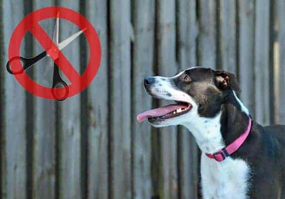 Traitement du mélange Pit bull Border Collie