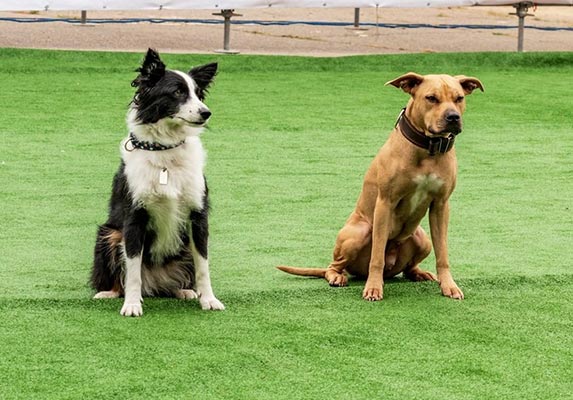 Pit bull Border Collie Mix Origine