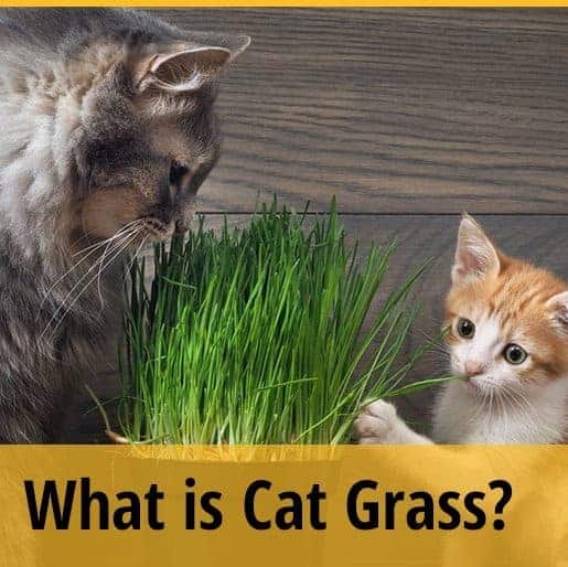 What is Cat Grass? ZooAwesome
