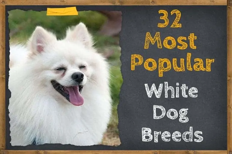 popular white dog breeds