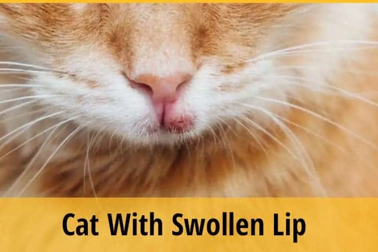 cat with swollen lip