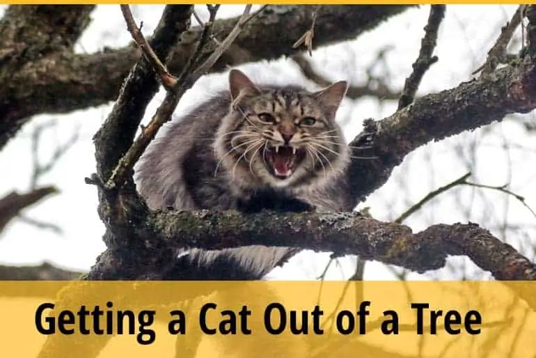 How to Get a Cat Out of a Tree