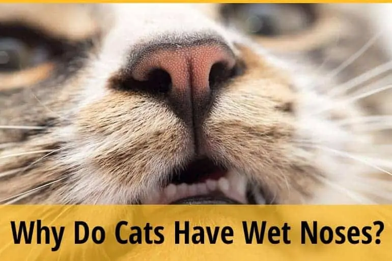 why do cats have wet noses