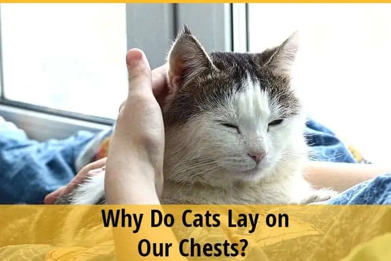 Why Do Cats Lay on Our Chests
