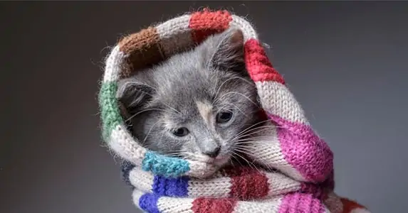 Is my house too cold for my cat