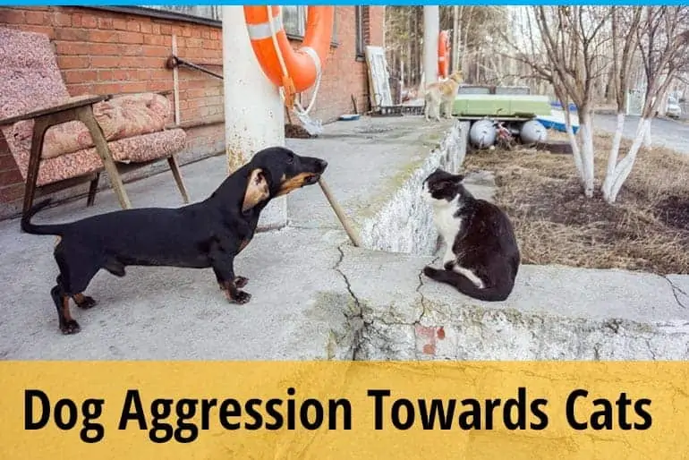 How to Stop Dog Aggression Towards Cats