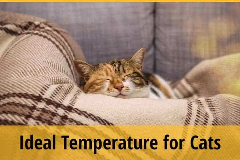 Ideal Temperature For cats