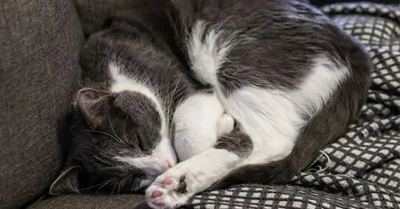 What is the ideal room temperature for cats in winter