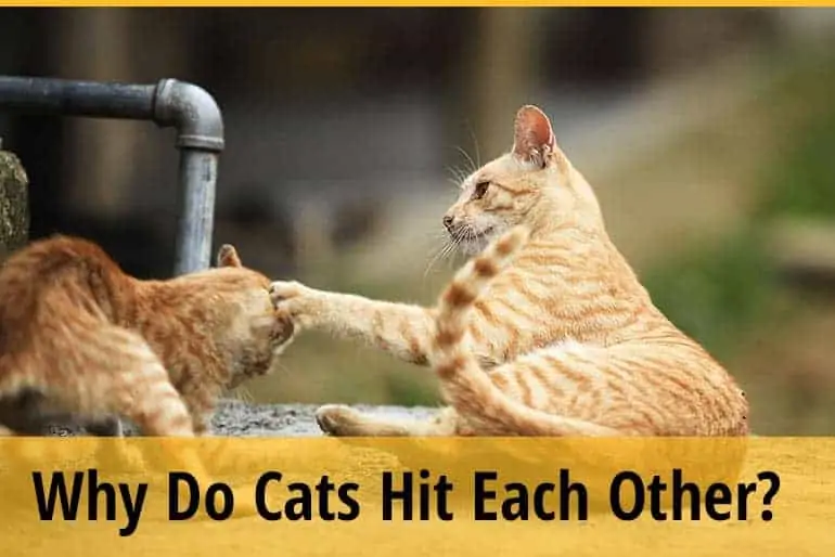 Why do cats hit each other
