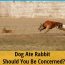 Dog Ate Rabbit - Should You Be Concerned? | ZooAwesome