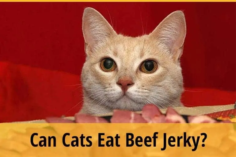 Can cat eat beef jerky