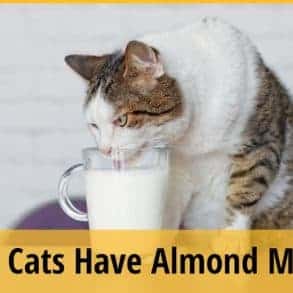 Can Cats Have Almond Milk? | ZooAwesome