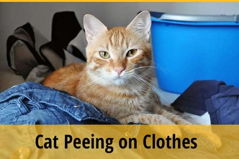 why is my cat peeing on clothes