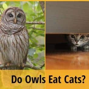 Do Owls Eat Cats? ZooAwesome