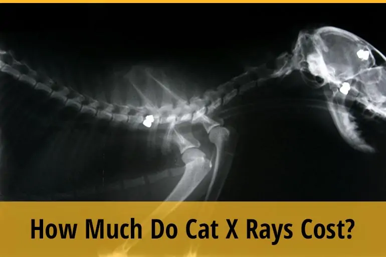 how much do cat x ray cost