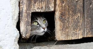 Do Owls Eat Cats? ZooAwesome