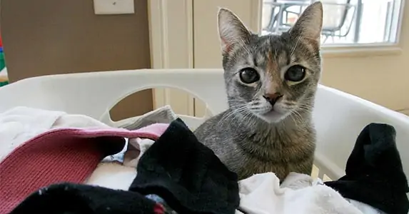 cat peeing on clothes