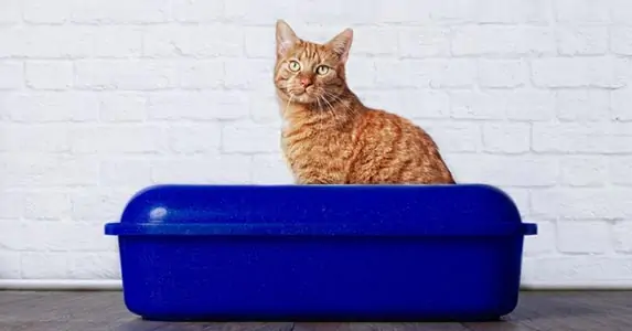Cat sleeping in litter box