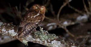 Do Owls Eat Cats? ZooAwesome