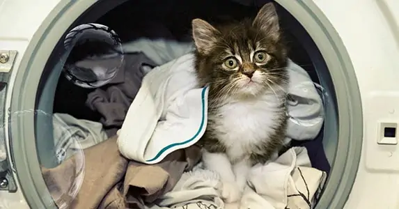 why cat peeing on clothes