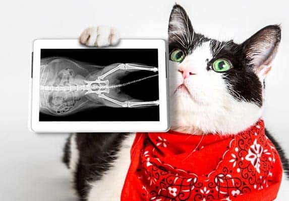 How Much Does It Cost To Xray A Cat