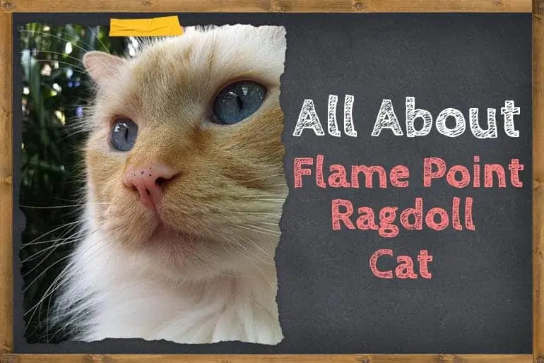 Point Ragdoll