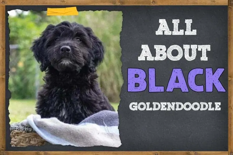 All About Black Goldendoodle