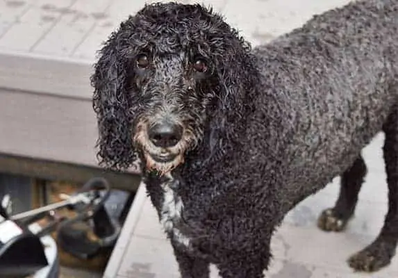 black goldendoodle