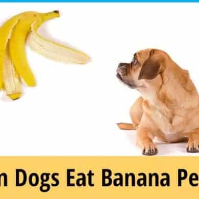 Picture of Can Dogs Eat Banana Peels - Do They Get Sick? } ZooAwesome
