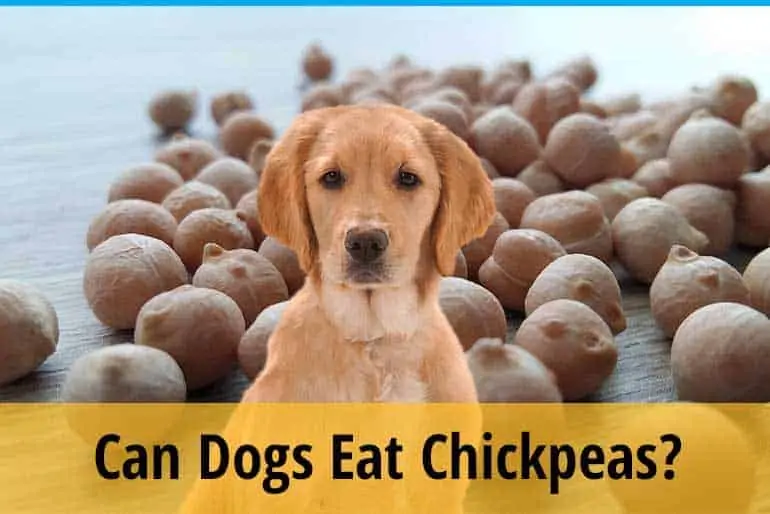 Can Dogs Eat Chickpeas?