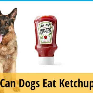 Can Dogs Eat Ketchup? ZooAwesome