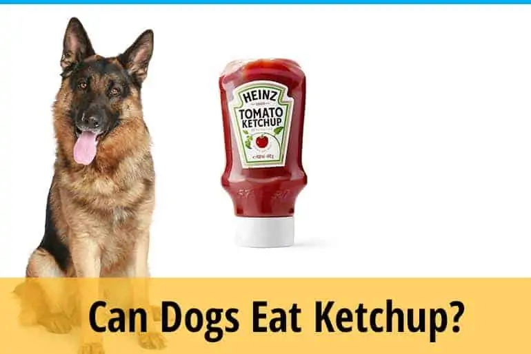 Can Dogs Eat Ketchup