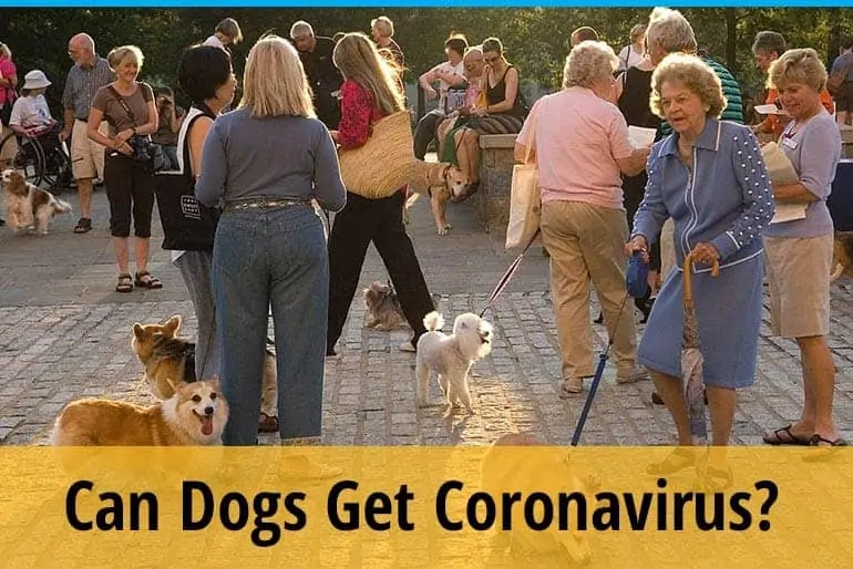 Can dogs get corona virus