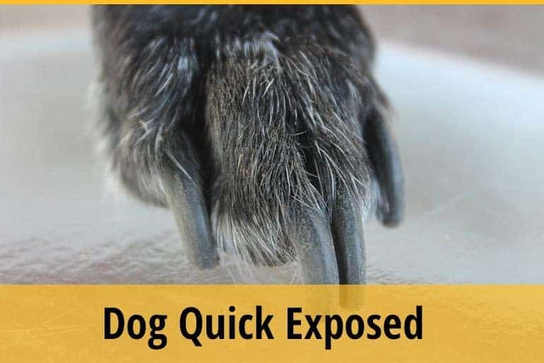 Dog Quick Exposed How to Provide a Treatment? ZooAwesome