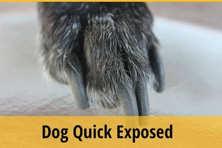 Dog Quick Expose how to treat it