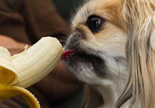 Picture of Can Dogs Eat Banana Peels - Do They Get Sick? } ZooAwesome