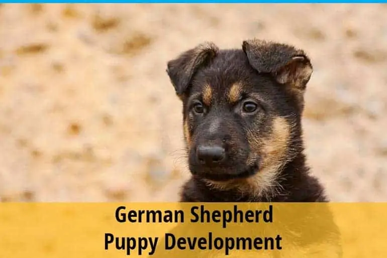 German Shepherd Puppy Development