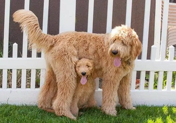 goldendoodle origin