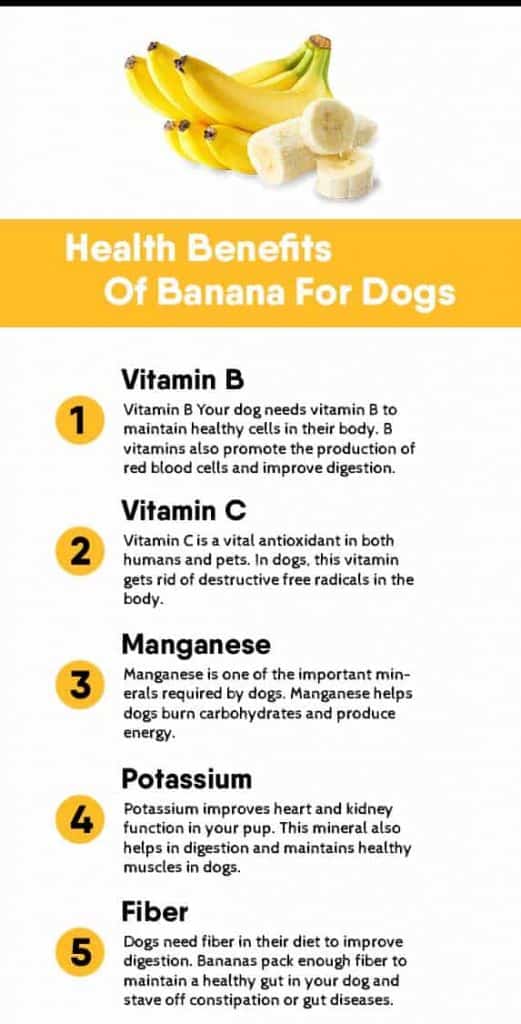Can Dogs Eat Banana Peels Do They Get Sick? } ZooAwesome